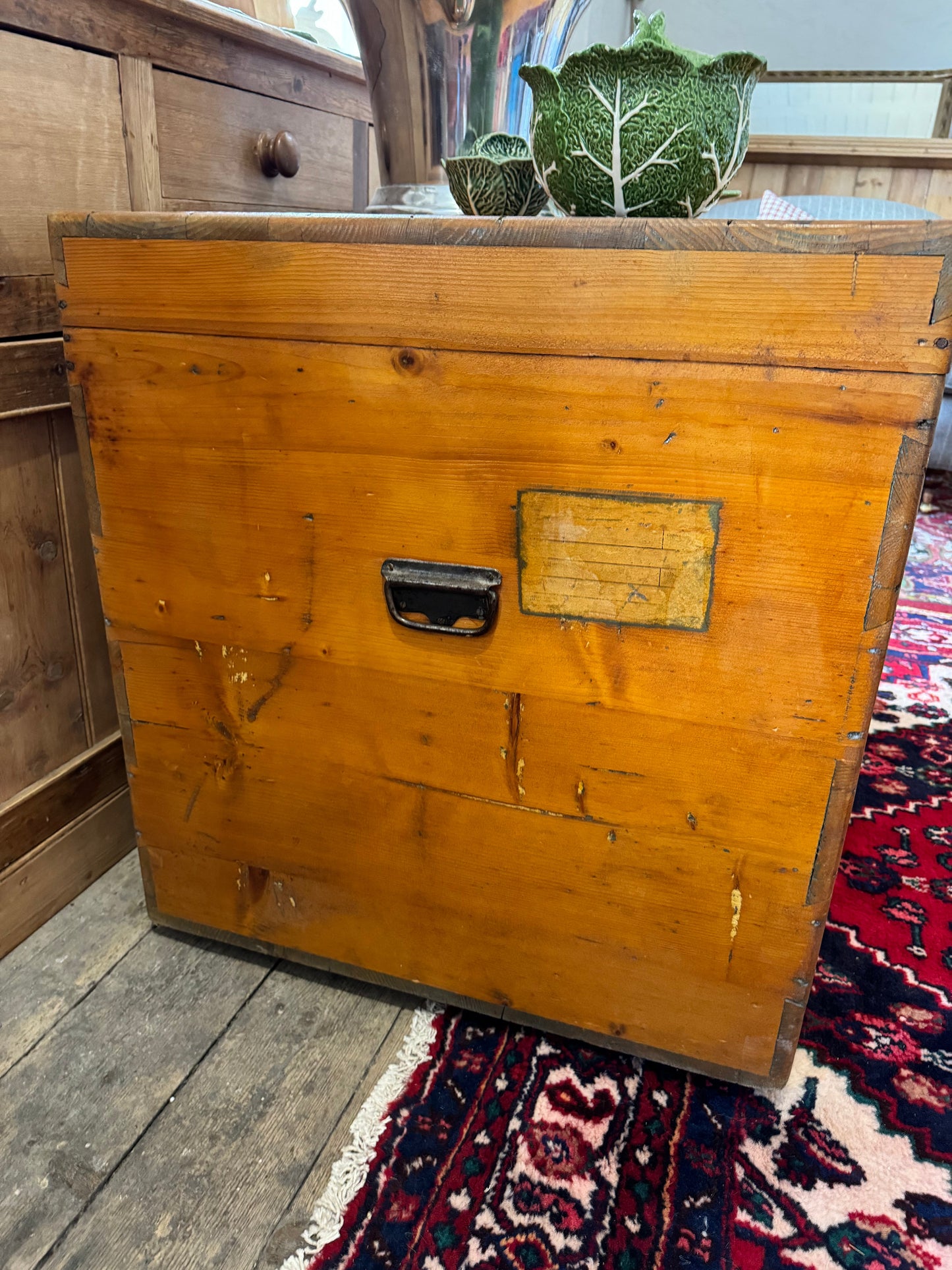 Enormous old pine trunk